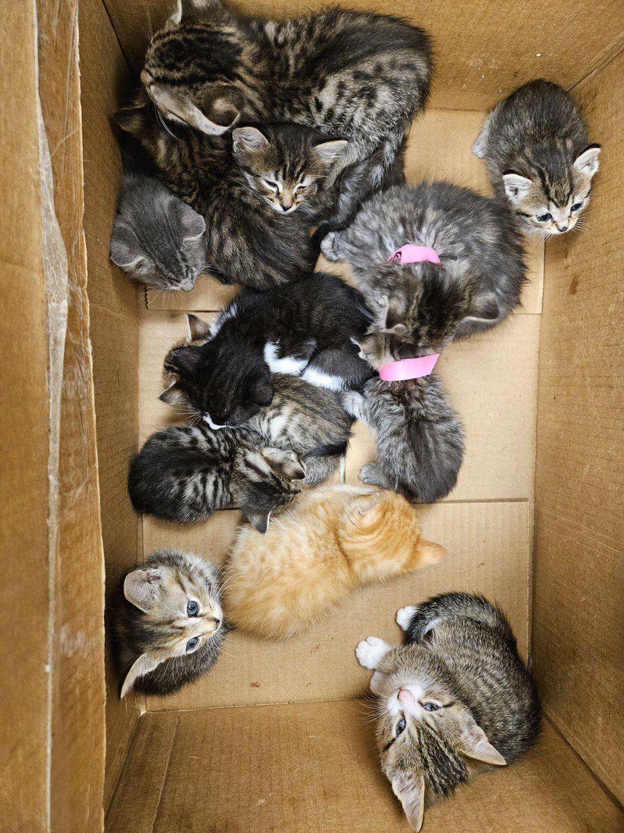 ❤️RESCUE AND PLEDGES NEEDED❤️ A Box Full of Kittens!! 📦🍼🐱🐈‍⬛ THIRTEEN kittens ages 4-6 weeks need our Help!!! Please share and pledge to help them find Rescue and cover their vetting expenses. Please help if you can 🙏 IDs #Marietta #GA #Cobb facebook.com/share/p/rLVPk1…