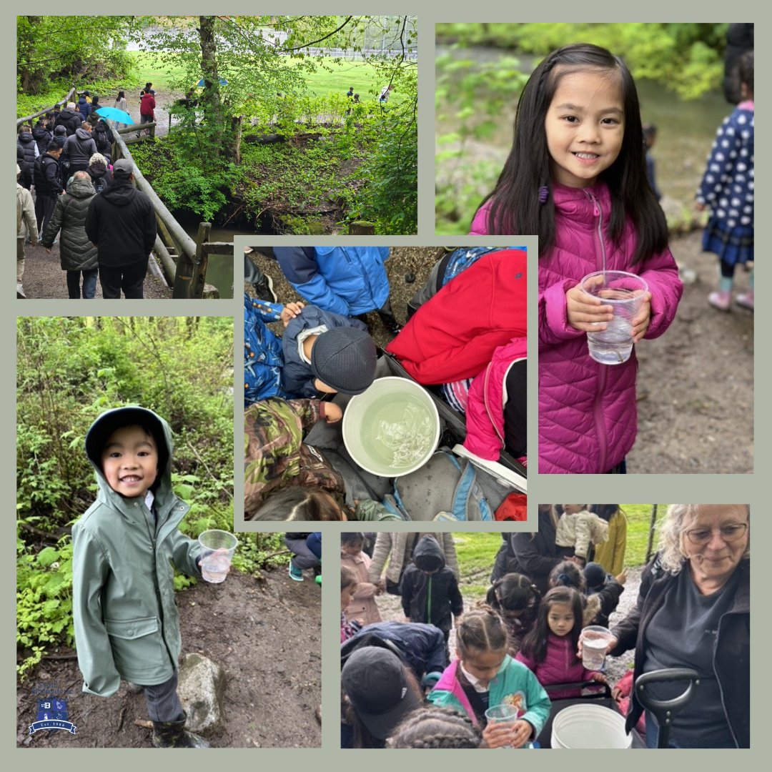 stbeeconnects's tweet photo. Kindergarteners braved the rain last Friday and set free the salmon they had seen hatch from eggs! #salmonlifecycle #salmonrelease #lifecycle #stbeestudents @mvanderpauw https://t.co/5XXMfoTsqn