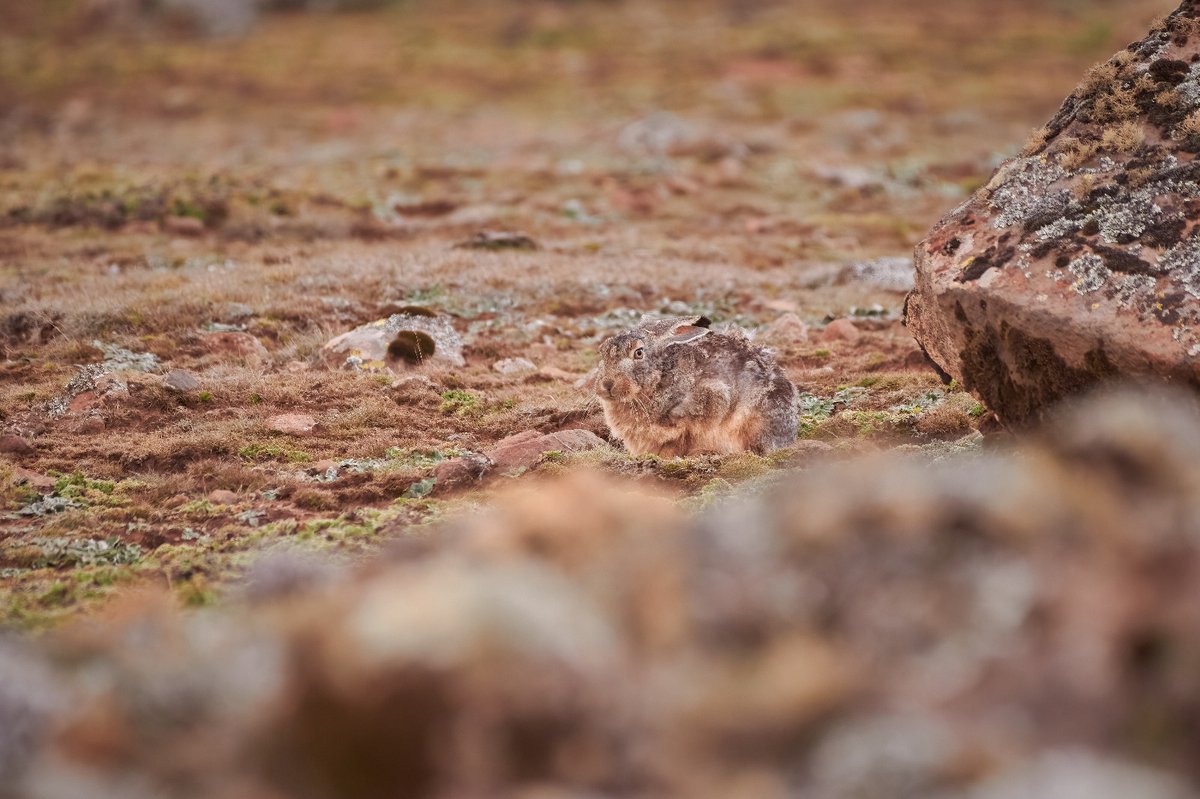 Starck's hare – A perfect Camouflage | Bale Mountain | Ethiopia #balemountain #starckshare #uniquespecies #mammals #ethiopiawildlife #ethiopianwildlife #wildlife #bownaankamal #pawstrails #safariafrica #balemountainsnationalpark #jawsafrica #visualsofearth #nikoncreators…