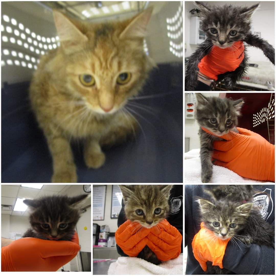 ❤️RESCUE AND PLEDGES NEEDED❤️ This sweet family of 6 need Rescue commitment and pledges to help cover their vetting expenses. Please Share and Pledge. Please help if you can 🙏 *Goal: $600 (100 each)* ID 657211 - 216 #Marietta #GA #Cobb facebook.com/share/p/QfSAUA…