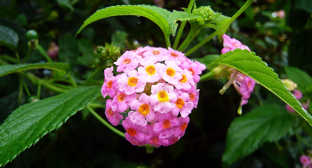 道ばたの草花