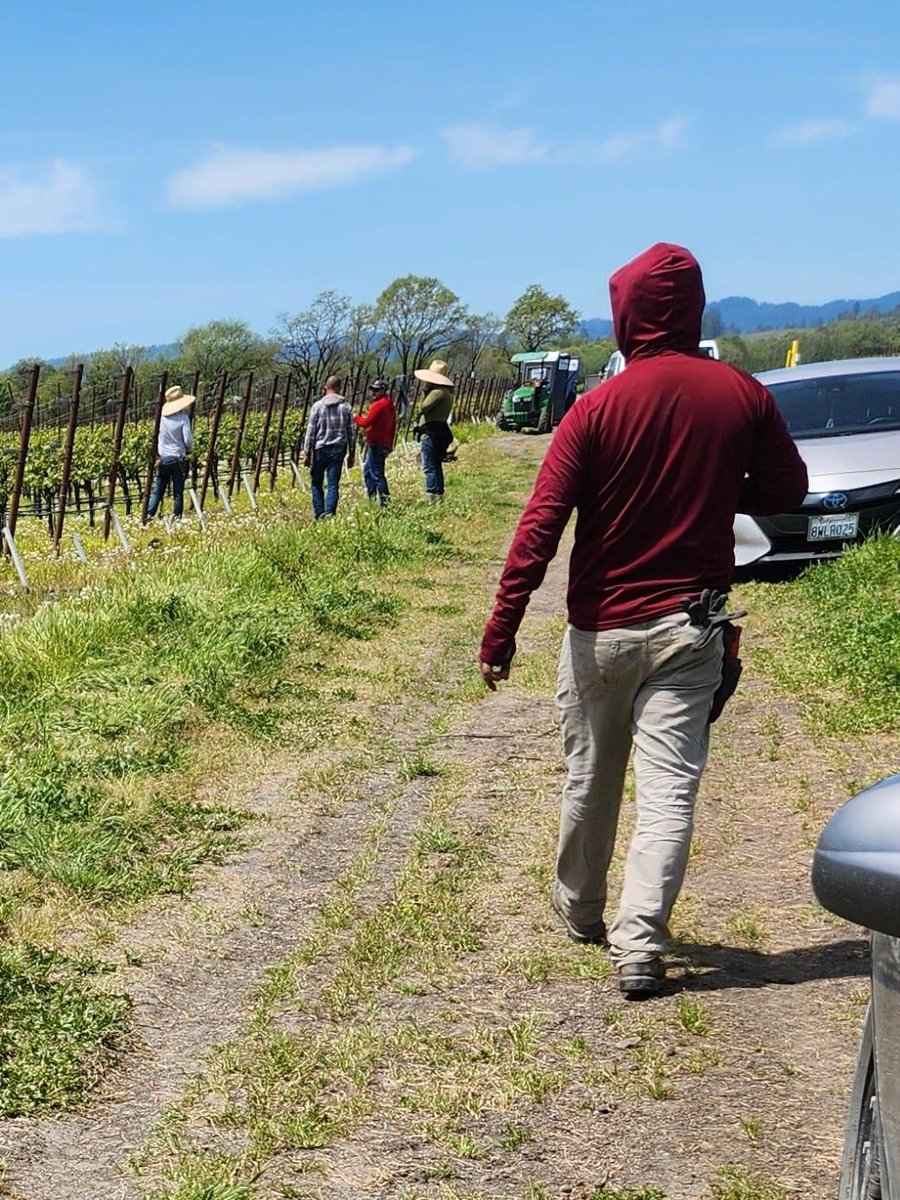 Farm workers in Sonoma CA are about to start their day in the wine grape vineyards. The plants need to have the suckers removed to maximize the water and nutrients to the main vine. There can be no wasted energy on the vines. #WeFeedYou