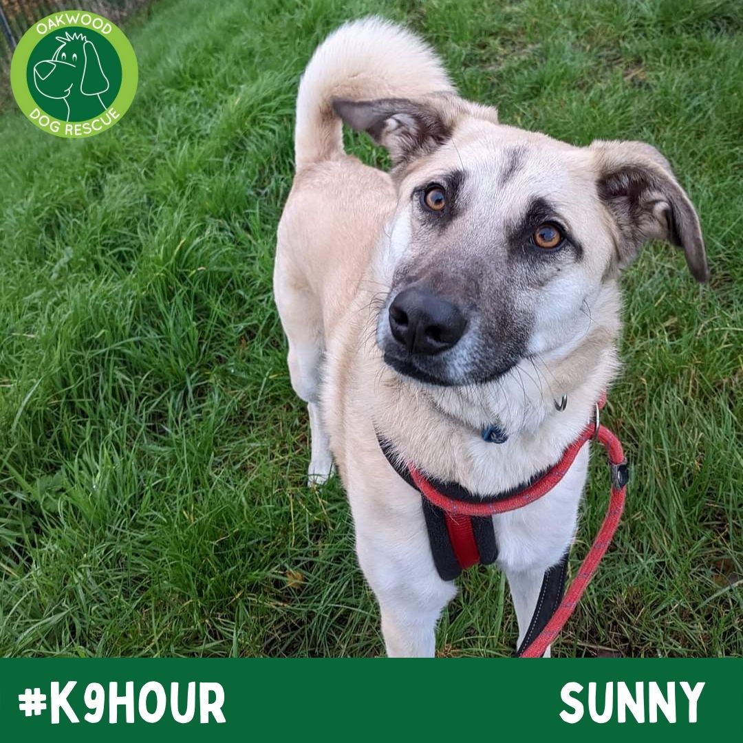 For #k9hour we have Sunny looking his best in the hope to find his forever home💚
oakwooddogrescue.co.uk/meetthedogs.ht…
#teamzay #AdoptDontShop #RescueDog #dogsoftwittter  #adoptdontshop #rescue #dogsoftwitter #rehomehour