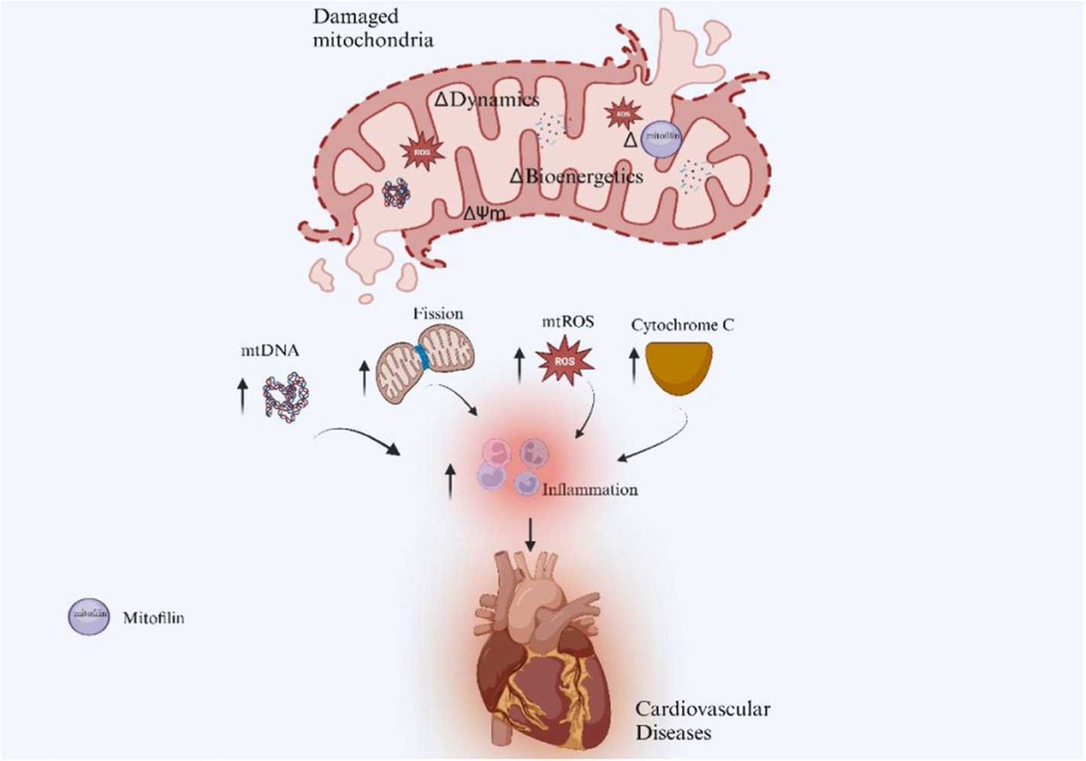 Interesting review on the findings of the role of mitofilin in the pathogenesis of cardiovascular diseases and its potential as pharmacological target: doi.org/10.1016/j.phrs…
#mitofilin #cardiovasculardiseases #PharmacolRes #openaccess #Research #PharmaTwitter #MedTwitter