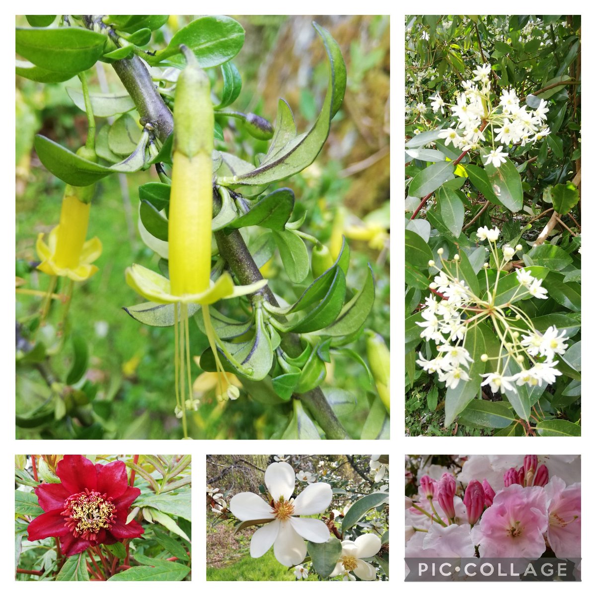 My own garden is still in recovery so I took myself off to @Fotahouse to find solace in some unusual plants. I love the creamy flower clusters of Drimys winteri but even more so, the acid yellow beauty, Vestia foetida. I've only seen it here in Fota. Is it familiar #GardensHour?