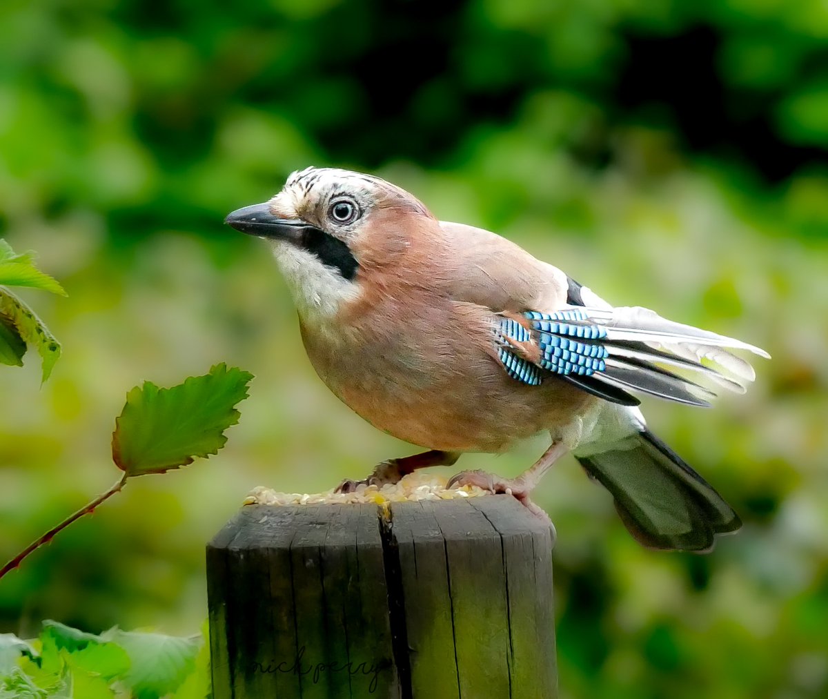 Another shot of the very brave Jay
@forestfarmuk on Sunday.
#TwitterNatureCommunity 
#TwitterNaturePhotography 
#birdphotography #birding
#NatureBeautiful 
#NatureTherapy🏴󠁧󠁢󠁷󠁬󠁳󠁿