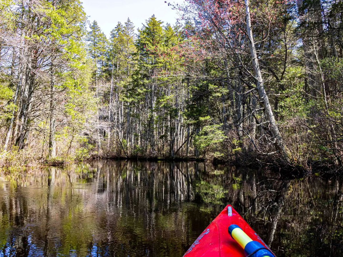 Did you know New Jersey is home to 12 national parks? 🌲 Embrace the beauty of the #NJPinelands by paddling, hiking or biking through its scenic views. Get ready for an adventure like never before! 🚣‍♂️🚴‍♀️  #VisitNJ #ExploreNJ #NatureLover 📷 IG: gvickyg