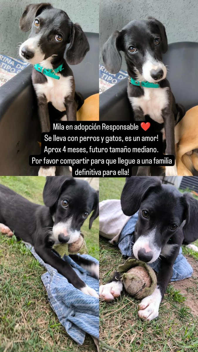 AndreaBarisio's tweet photo. Ella es una bebé que rescate de la calle y está en búsqueda de un hogar definitivo! Es un amorcito, por favor compartir 🙏🏼❤️ https://t.co/34qPg5458R