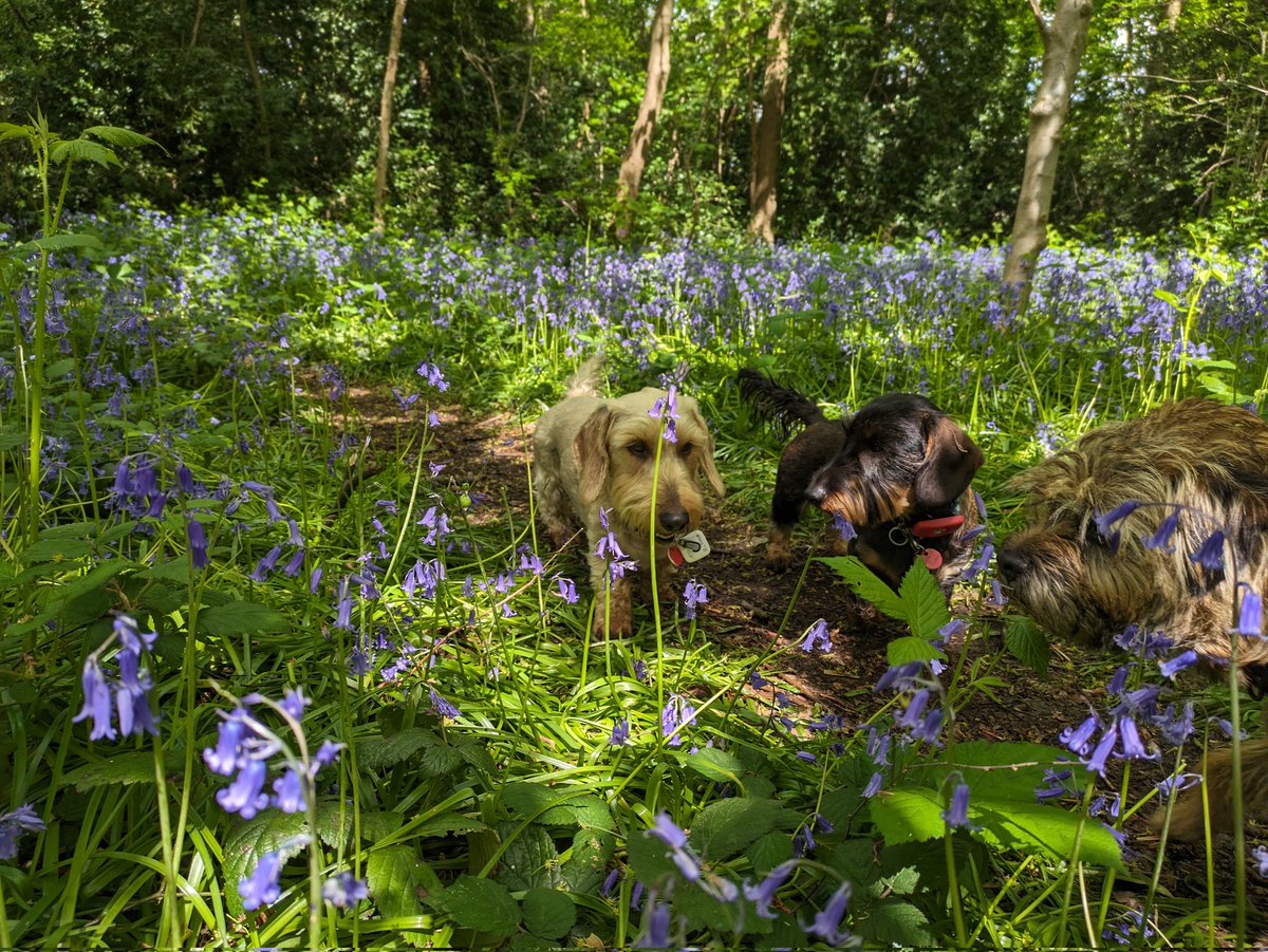 At last I was able to take some sunny photos with the Bluebells! Thank you to my patient models 💕
#dearhounds #dogwalker #borderterrier #italianspinone #minituredachshund #longhaireddachshund #frenchbulldog