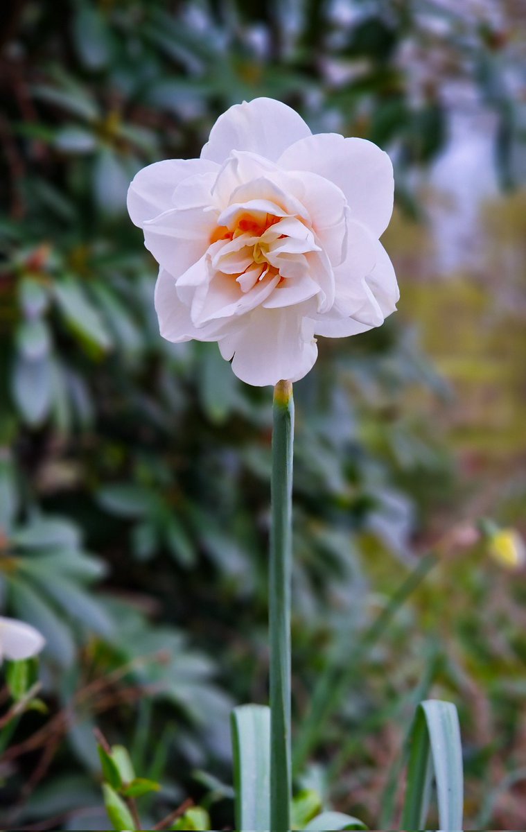 Narcissus Flower Drift 🌸 It has the most incredible scent.... and it's so beautiful 👌 #flowers #gardening