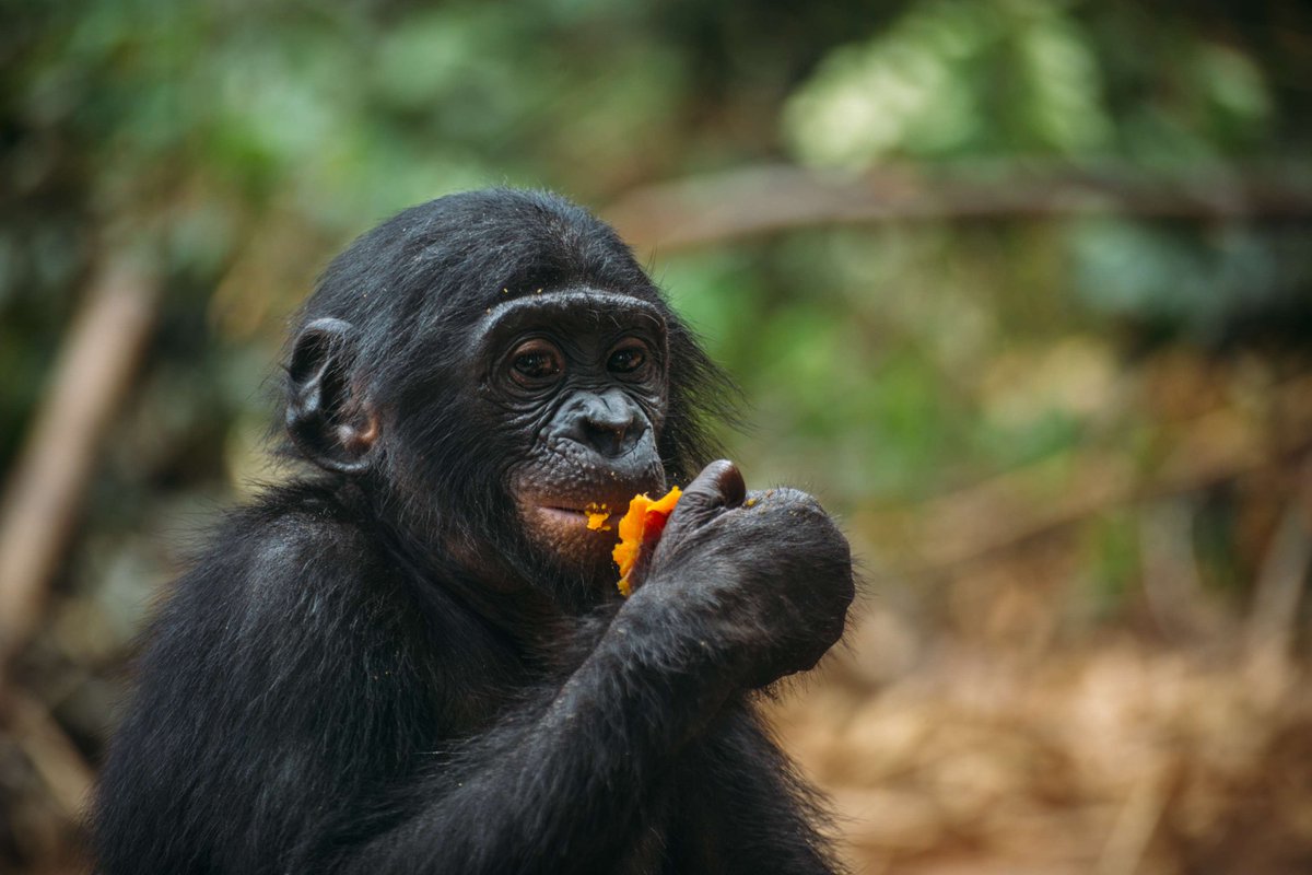 To see more photos & videos and get news about the bonobos of Lola ya Bonobo sanctuary and Ekolo ya Bonobo Community Reserve, join our mailing list! Sign up now to receive our May screensaver! bonobos.org/bonobos-email-… #bonobos #conservation #GreatApes #Congo #Animals #Apes