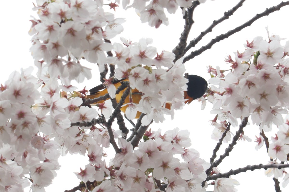 No cherry blossom season is complete without a mandatory shot of a Baltimore Oriole among the blossoms! 🌸🧡🌸 #HighPark #CherryBlossoms #BaltimoreOriole