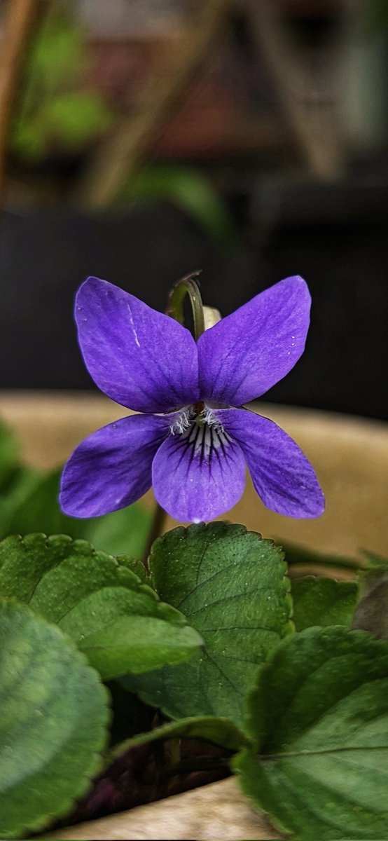 A violet for this week's #GardensHour 👋💜 #GardeningX #gardens