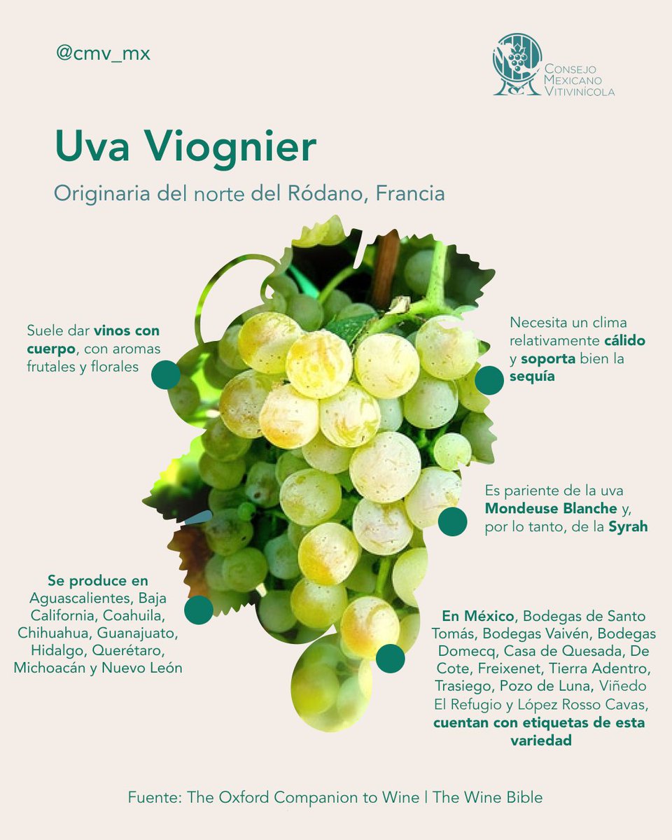 ¡Celebremos a la uva Viognier con vino mexicano! 🍷🇲🇽Puedes encontrar etiquetas de esta cepa en <a href="/SantoTomas_Mx/">Bodegas de Santo Tomás</a>, <a href="/BodegasVaiven/">Bodegas Vaivén</a>, Bodegas Domecq, Casa de Quesada, <a href="/decotemx/">De Cote Casa Vitivinícola</a>, <a href="/FreixenetMexico/">Sala Vivé - La Casa del Espumoso Mexicano</a>, <a href="/VTierraAdentro/">Vinos Tierra Adentro</a>, <a href="/VinosTrasiego/">Vinos Trasiego</a>, <a href="/PozodeLuna/">Pozo de Luna</a>, Viñedo El Refugio y Lopez Rosso Cavas.