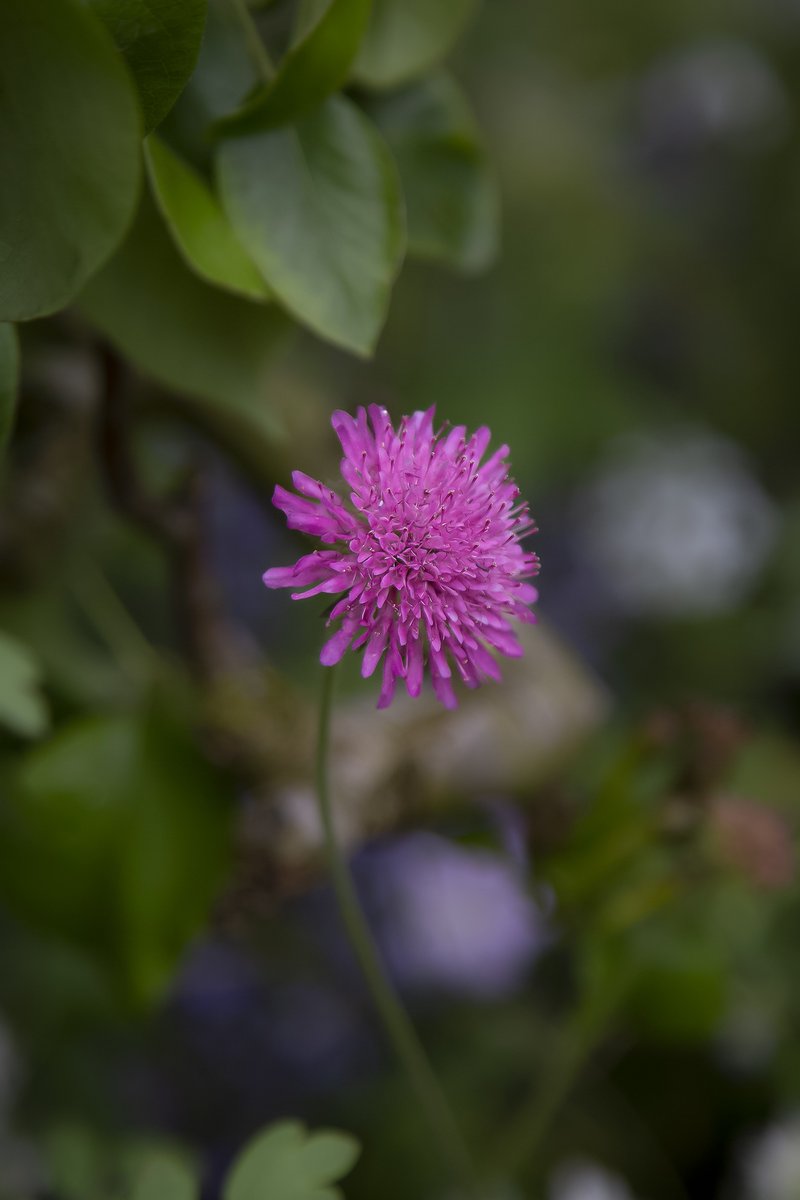 Hello Monday 💗 - Embracing #MagentaMonday with a solitary bloom & positive spring vibes! 🌸💜Let's start the week with a pop of colour and optimism. Wishing everyone a wonderful Monday evening! 💐
#FlowersOfTwitter 
#ThePhotoHour
#flowersphoto
#NatureBeauty