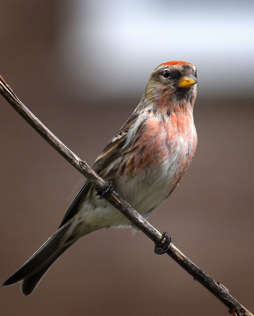 Common Redpoll #birds #birdphotography #wildlife #wildlifephotography #NatureBeauty #naturelovers #TwitterNatureCommunity