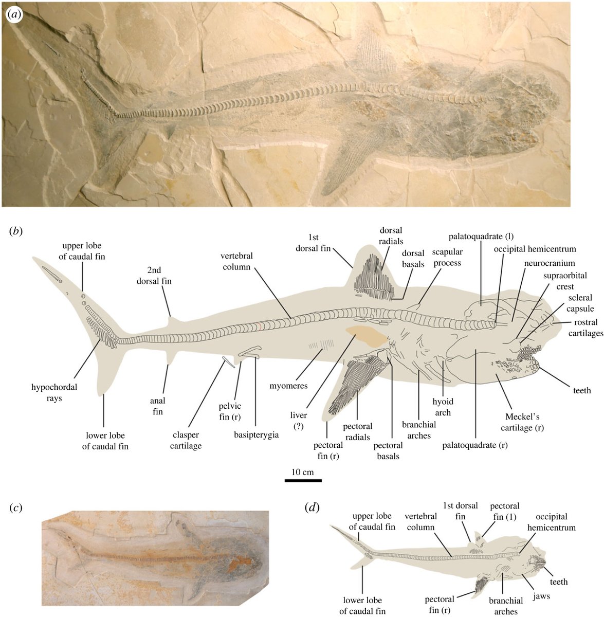 Exceptionally preserved #shark fossils from Mexico elucidate the long-standing enigma of the #Cretaceous elasmobranch Ptychodus #ProcB ow.ly/CPlT50RqB2Q #Palaeobiology