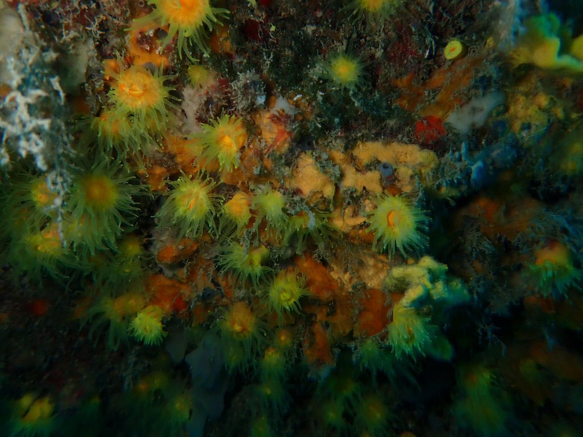 📸Ecco i primi scatti del bioblitz blu di ieri nell’Area Marina Protetta Secche di Tor Paterno #ilcuorebludiroma 💙
#staytuned <a href="/EnteRomaNatura/">Ente RomaNatura</a> <a href="/amptorpaterno/">AMP SeccheTorPaterno</a> 
➡️ shorturl.at/zQXY1