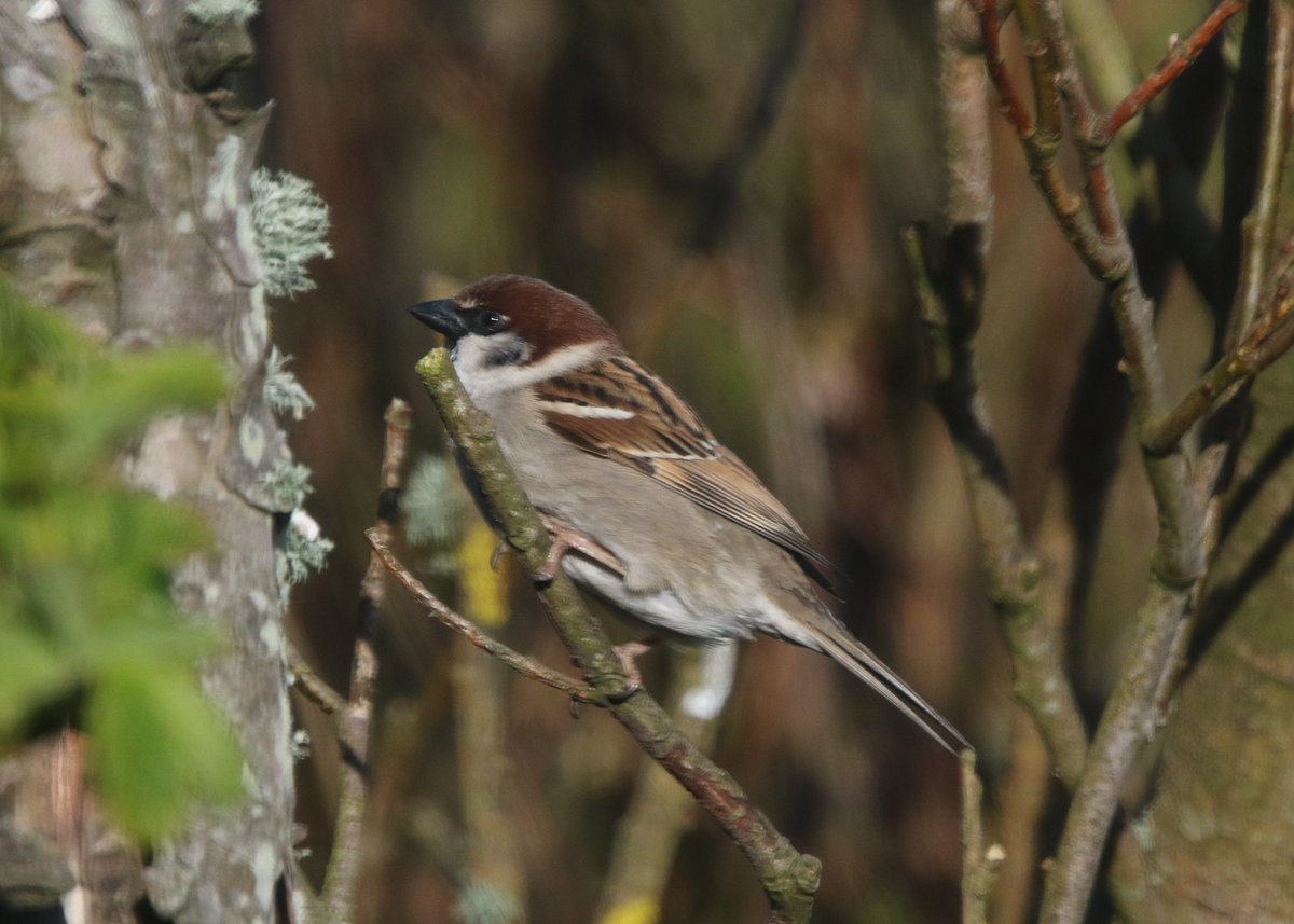 Tree Sparrow is a scarce bird in #Shetland. A passage migrant and rare breeder. This hybrid House x Tree Sparrow was spotted by @ShetlandTours in our garden this evening. I wonder if these birds are more likely to be from birds at the edge of range, like those in Shetland?