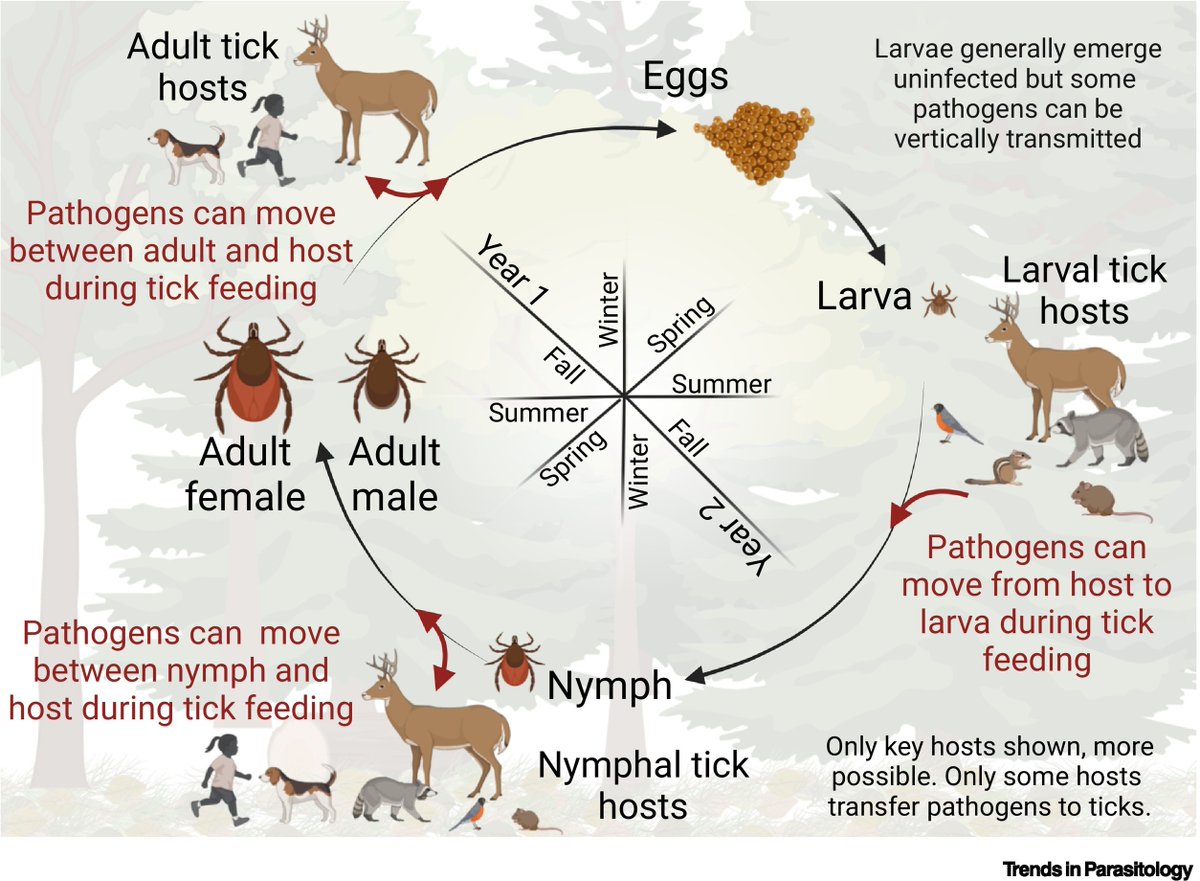 New Vector of the Month: #Ixodes #scapularis, the #Blacklegged #tick, responsible for #transmission of #Borrelia spp. that cause #Lyme disease, authored by @labofshort & @RisaPesapane. @OhioState authors.elsevier.com/a/1i%7Eqs5Eb1x…