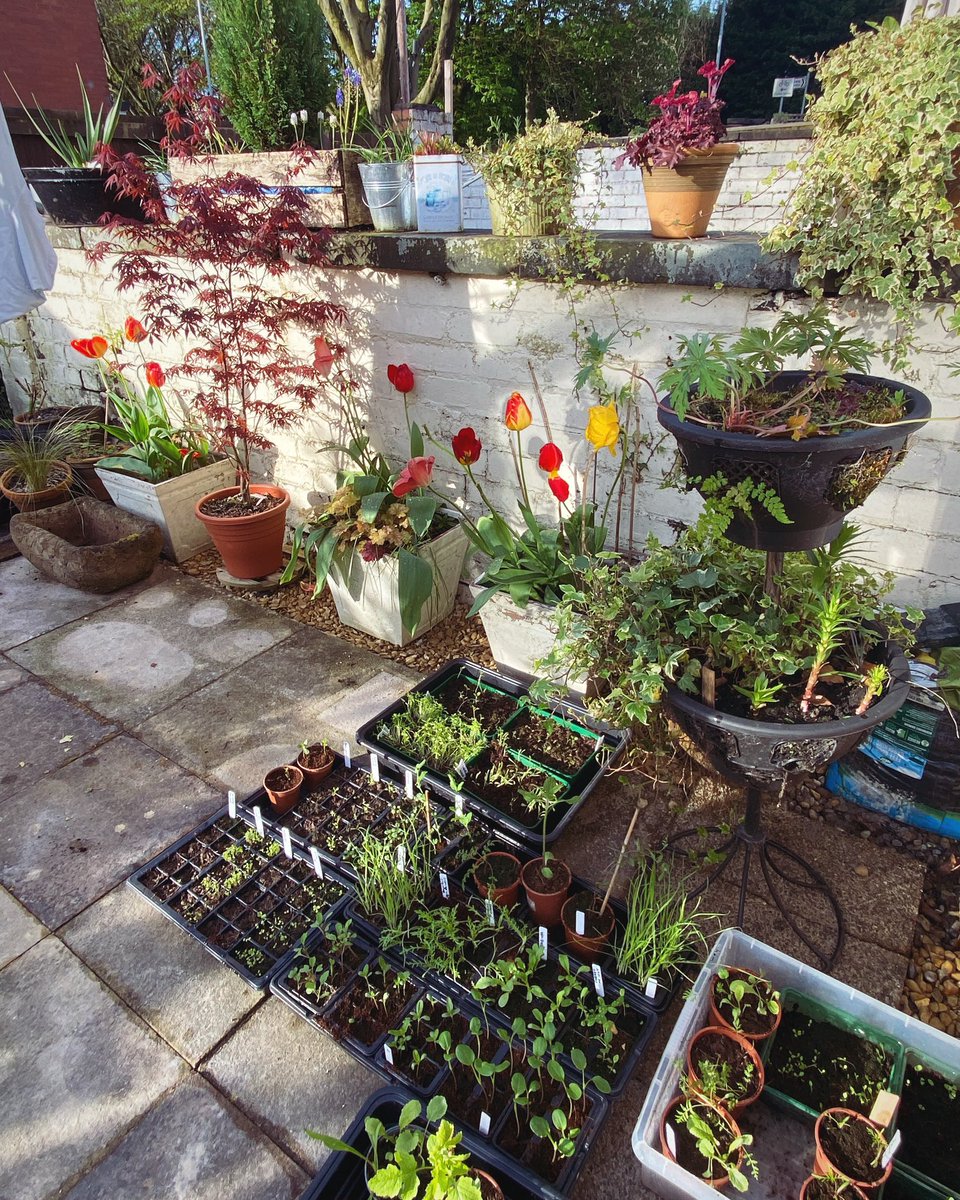 @GardensHour Mixed weather, but got chance show the seedlings some sunshine ☀️ #GardensHour #GardenersWorld #Gardening