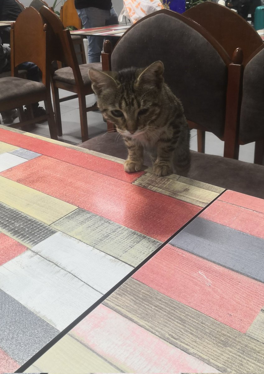 İstanbul Alibeyköy, bir gözü kısık kedi .hali iyi gözüküyormuş ama belediyeyi arıyorlardı engel oldum. Belki de pisi pisi otu girmiştir. İlgilenebilecek birileri cıkar mı