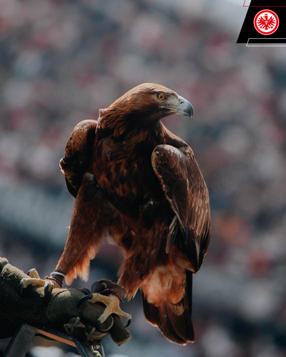 Eintracht Frankfurt tweet media