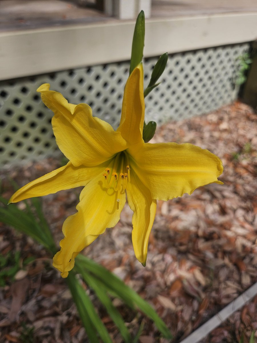 Last year this plant began growing in a planter where I grew my caladiums. I almost pulled it as a weed but something told me not to. Today it rewarded me with this flower. 🌼😁💖  I believe it is called a daylily.