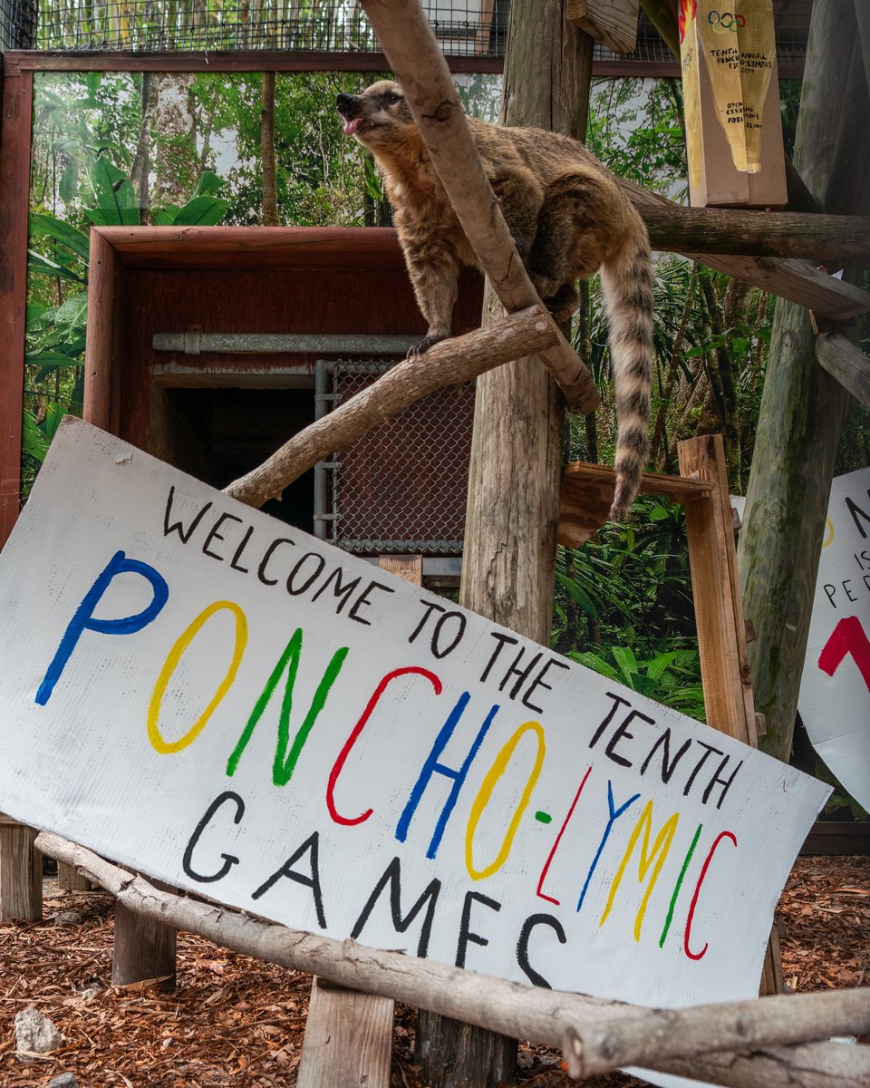Poncho is a PERFECT 10! 🎉 Poncho, our coati, turned 10 years old yesterday and had a blast at his Poncho-lymic themed party where he took home the gold 🥇 for being the cutest 10-year-old of all!