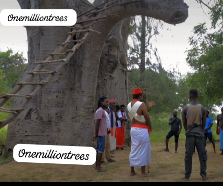We have lost the Most Iconic Baobab in Malindi, the tree that hosted Mekatilili is no more, it has been carried by the flooding River Sabaki🥲. According to the elders this a bad sign. Scientifically the floods aren’t child's play. @000000trees4klf @EricLatiff