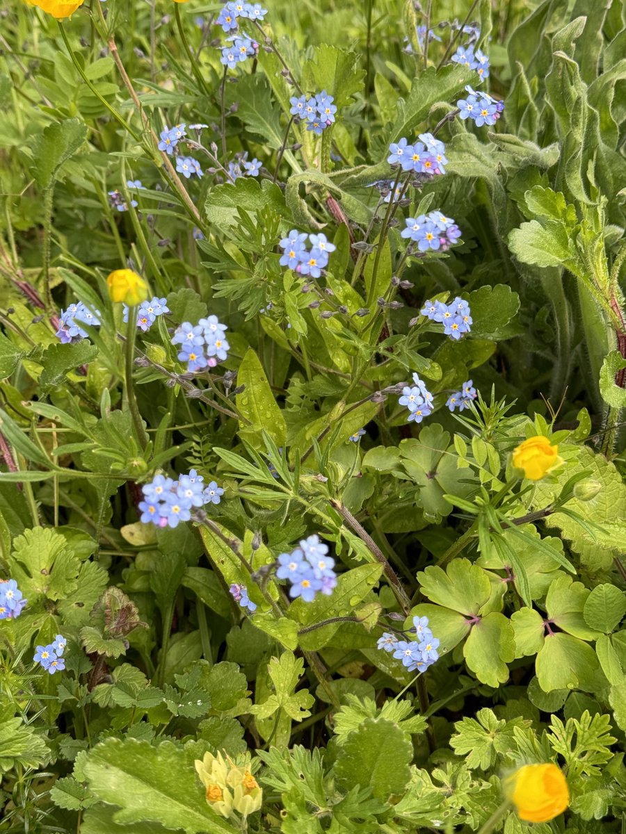 Had to stop the car at @standrews⁦church @RichmondVillage⁩ Letcombe Regis on Friday as two of my favourite flowers were in bloom in the church yard. Cowslips and forget-me-nots #wildflowers #churchyard #naturalbeauty @alzeimerssoc