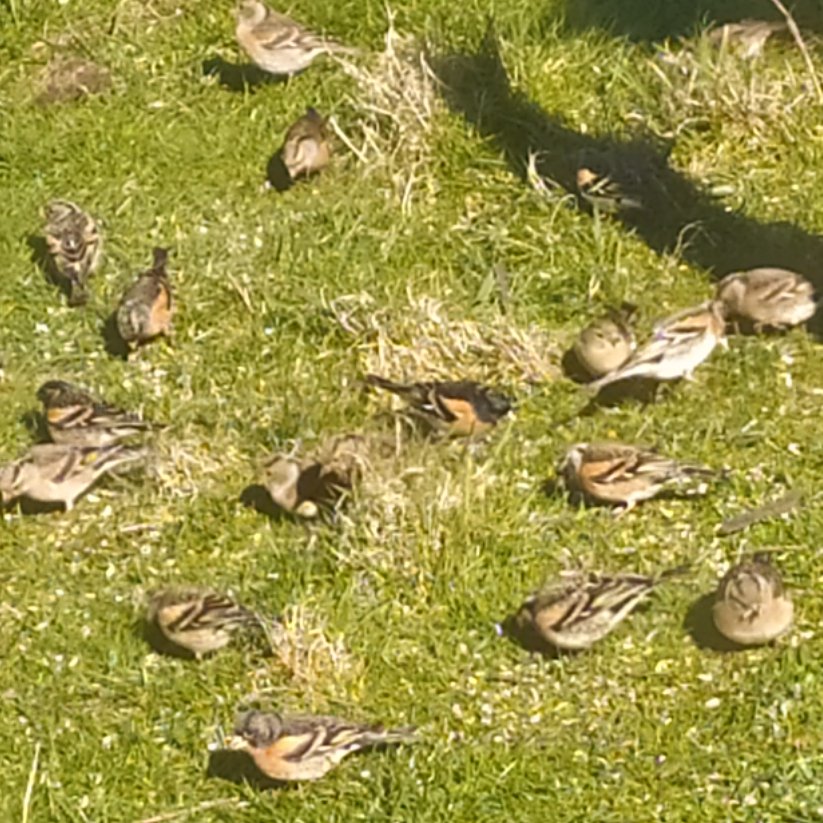 A beautiful day for Hill Rota in the North. Also good birding! Pied Flycatcher, Black-tailed Godwit and Green Sandpiper were new for my #PWC2024, Ring Ouzels and Tree Pipits, Redstart & Short-eared Owl were good too. 36 Brambling (📷), Mealy Redpoll & Reed Bunting in the garden.