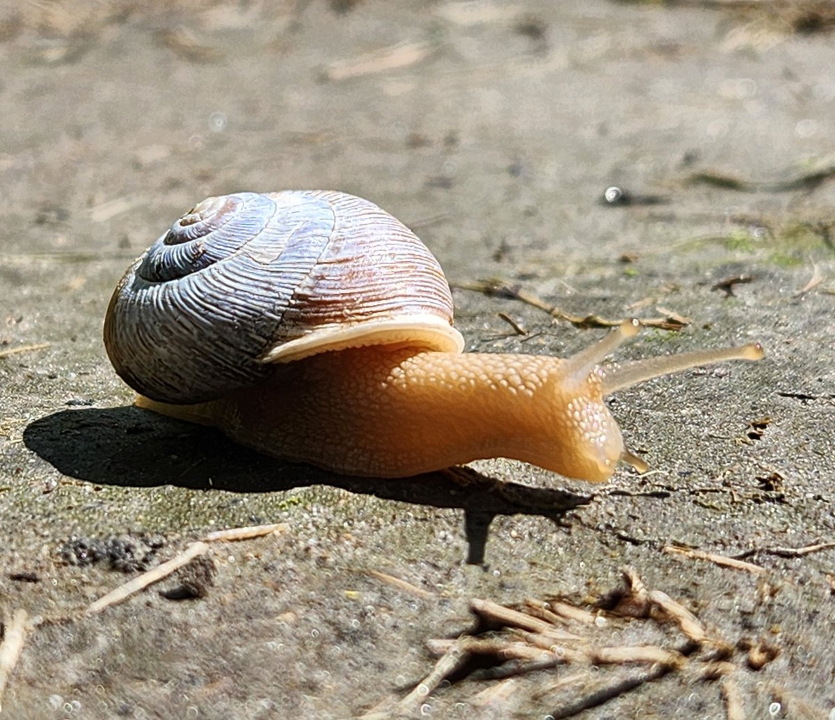 This guy is moving so slow he's not even leaving a snail trail. #snail #SandyRiverDelta #ColumbiaGorge #ColumbiaRiver #Portland  #PNW #PacificNorthWest #Oregon #westLinn

#Keeponmoving #onefootinfrontoftheother #findyourhappyplace #geocaching #hiking #nature #heavenonearth