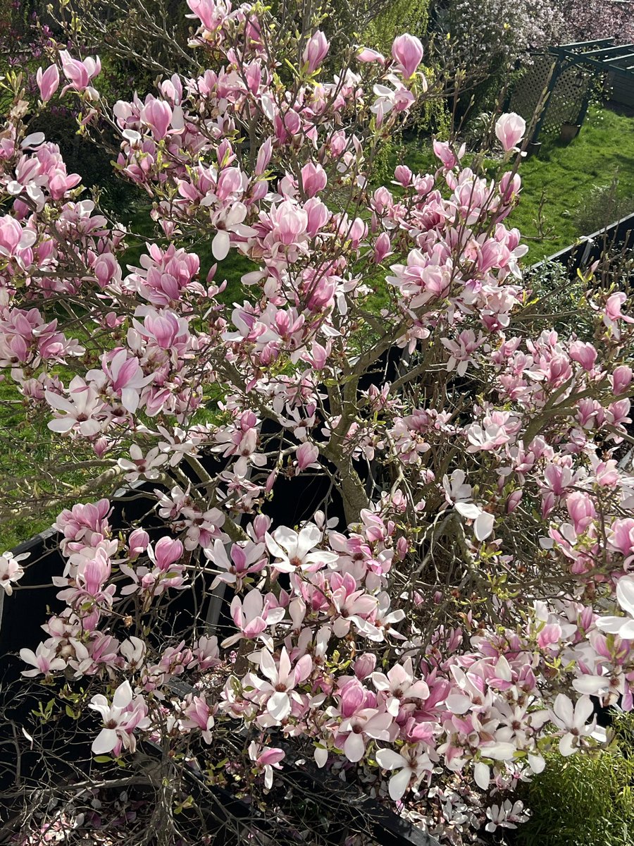 My Magnolia, pictures taken 12 years apart 💗 #gardenshour