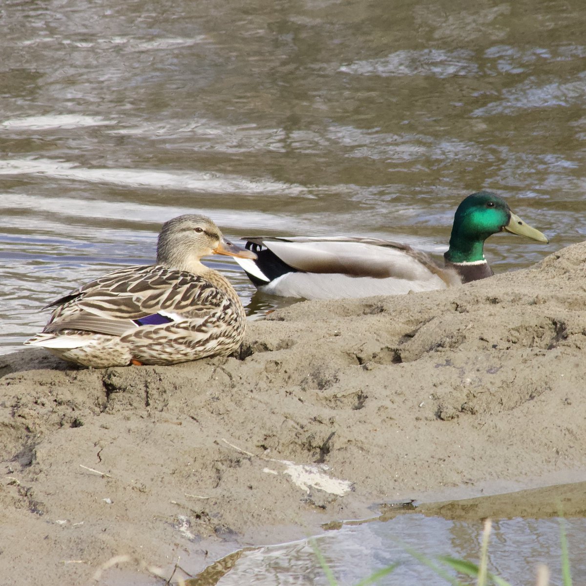 I saw this mallard couple at the park over the weekend, hanging out on a little sandbar in the river! #MallardMonday