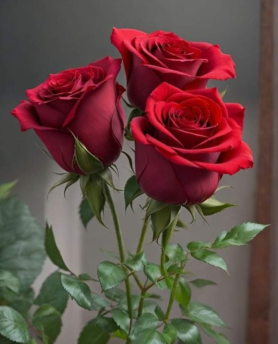 Beautiful Roses 🌹📷