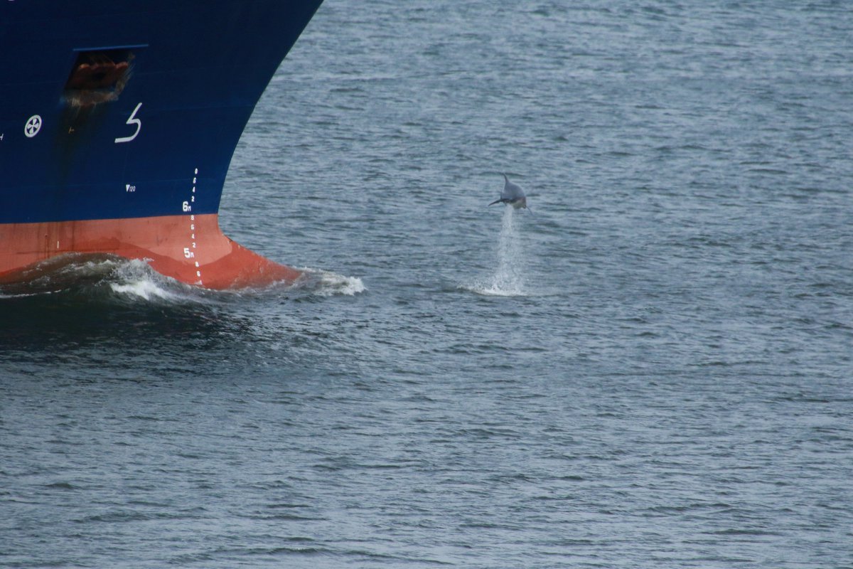 nice bit of #dolphin #action at #Aberdeen today... @WildlifeOWindow @Dolphinsighting @whalesorg_de 
@