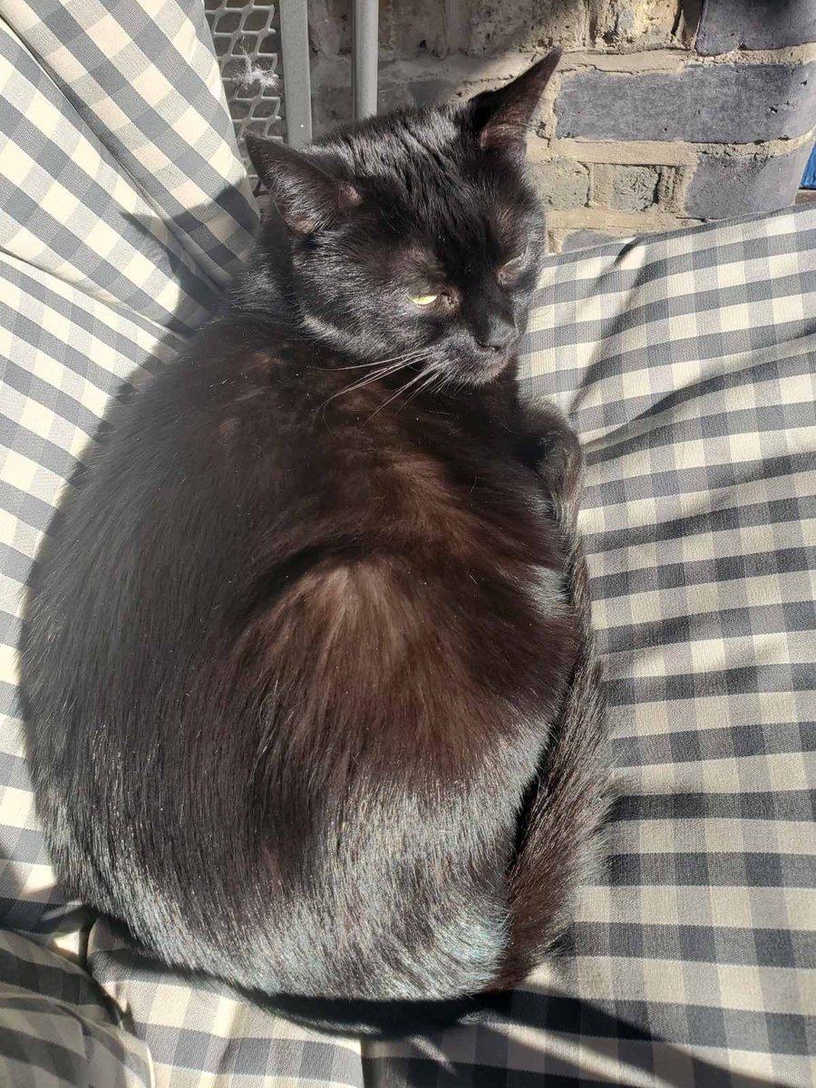 Relaxed 🍞 from Missy 🐈‍⬛ on #kittyloafmonday as she enjoys feeling ☀️on her fur #panfursquad #CatsOfTwitter #blackcats