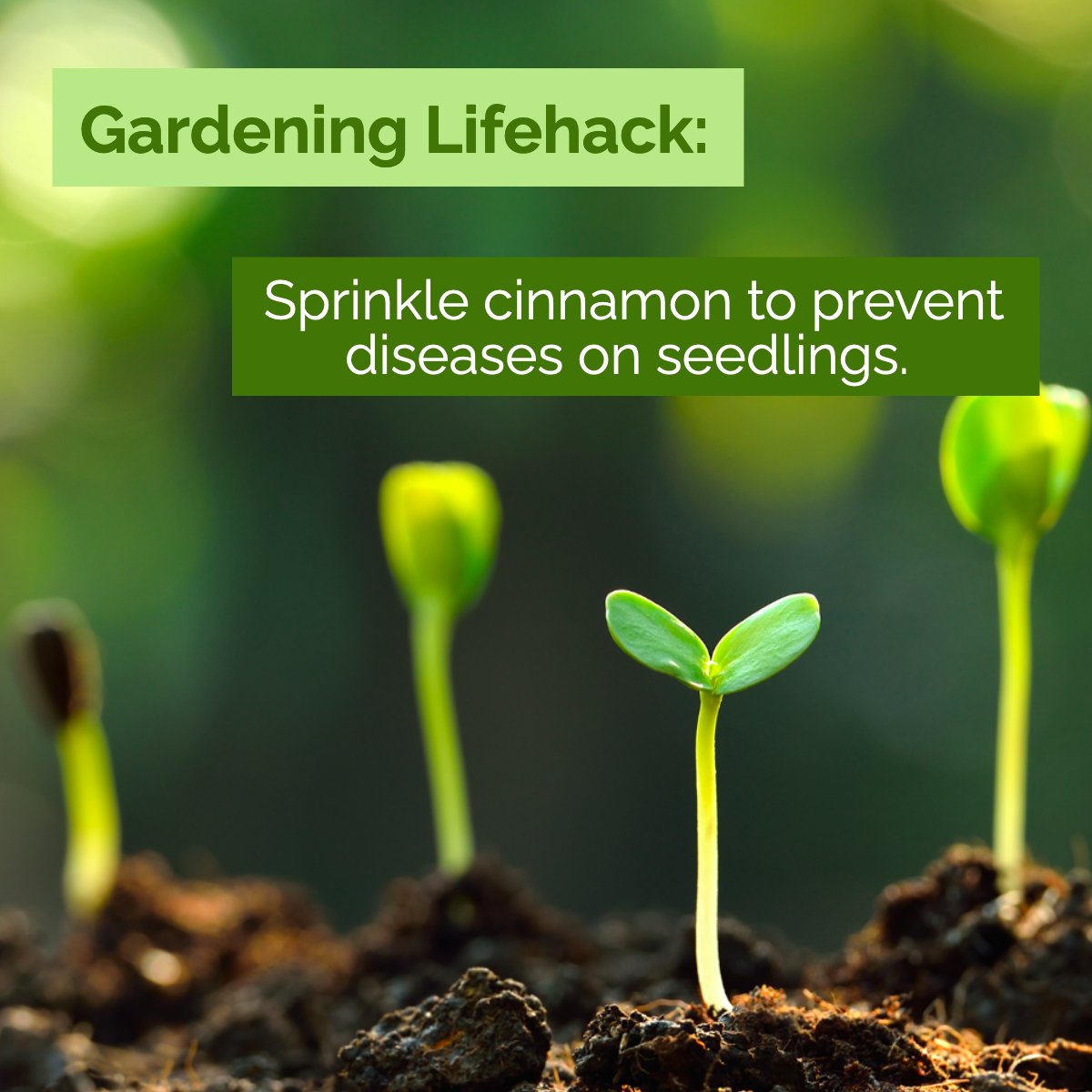 This versatile spice can be used to help root cuttings, to prevent fungus from killing small seedlings, and even for keeping pests away from your home.  🌿🌷

#gardenlife #gardendesign #mygarden #cinnamon #gardeningisfun #gardenideas #gardeninglifehack