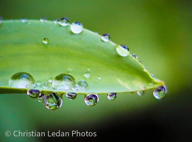 #under1kchallenge 

#macro #macrophotography #nature #naturephotography #christianledanphotos #photography #waterdrops #dew