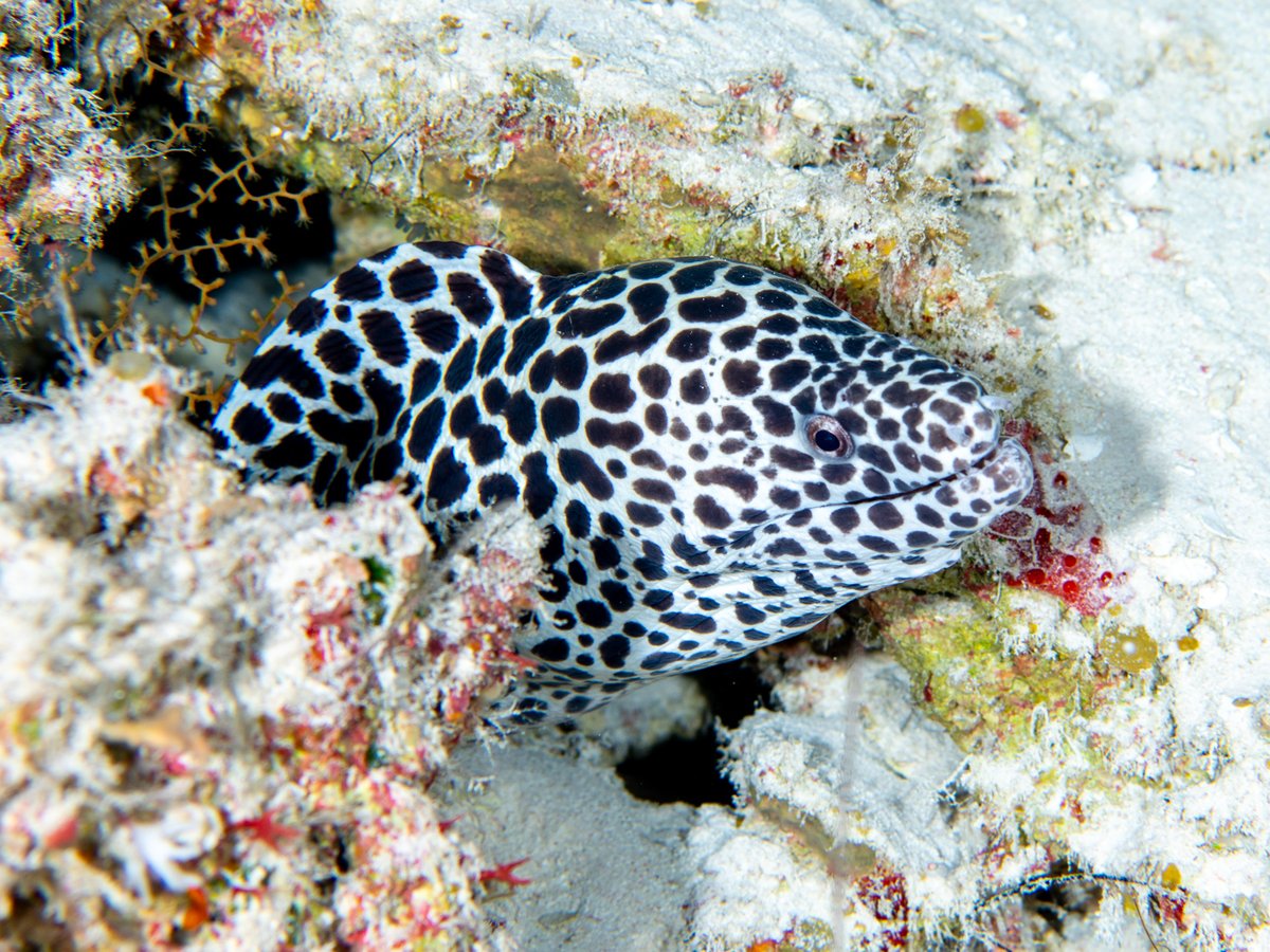 Morays are among some of the true depth generalists of the reef. And the Honeycomb Moray (Gymnothorax favagineus) is no exception; it can be found in very shallow water but I photographed this one at 105m depth in the Coral Sea. #mesophotic