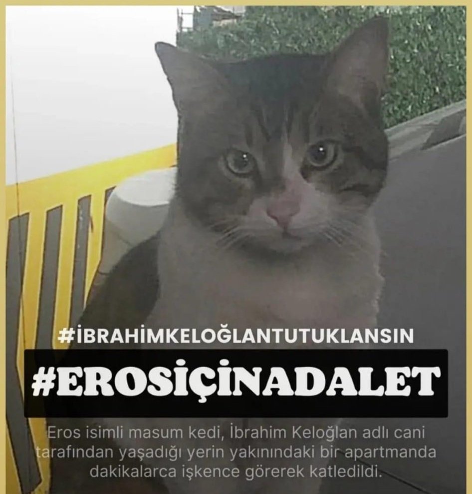 #ibrahimkeloğlantutuklansın
Adalet nerede