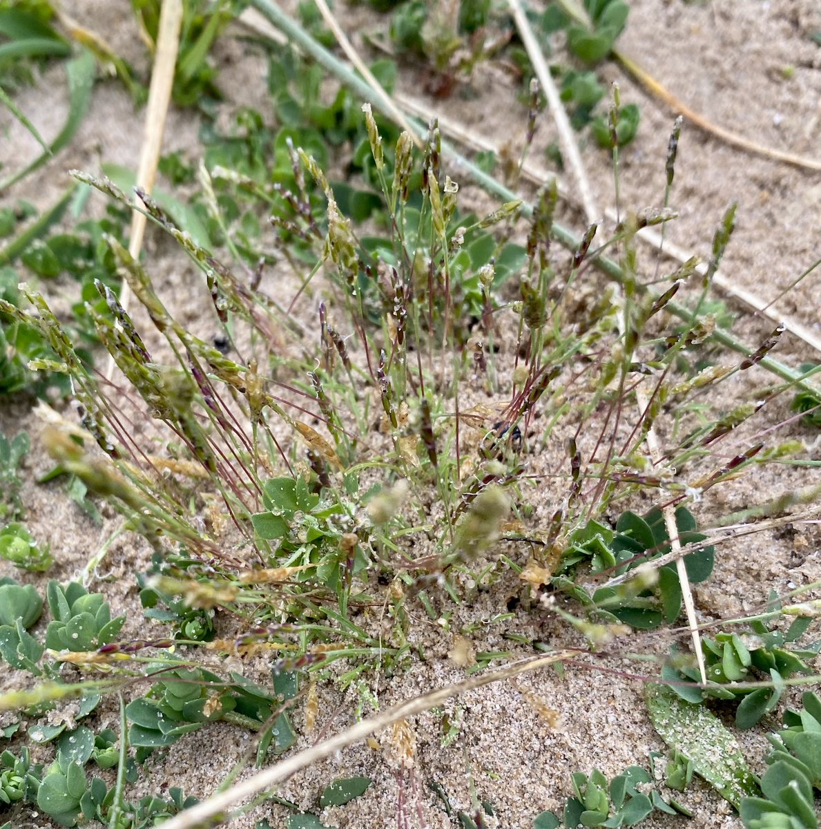 Gales & driving rain tested the resolve of Conservation & Land Management MSc students at Aberffraw this afternoon. They’re made of tough stuff! We reached the foredunes and found Early-sand Grass (Mibora minima), the world’s smallest grass @BangorApis @BangorUni @BSBIbotany
