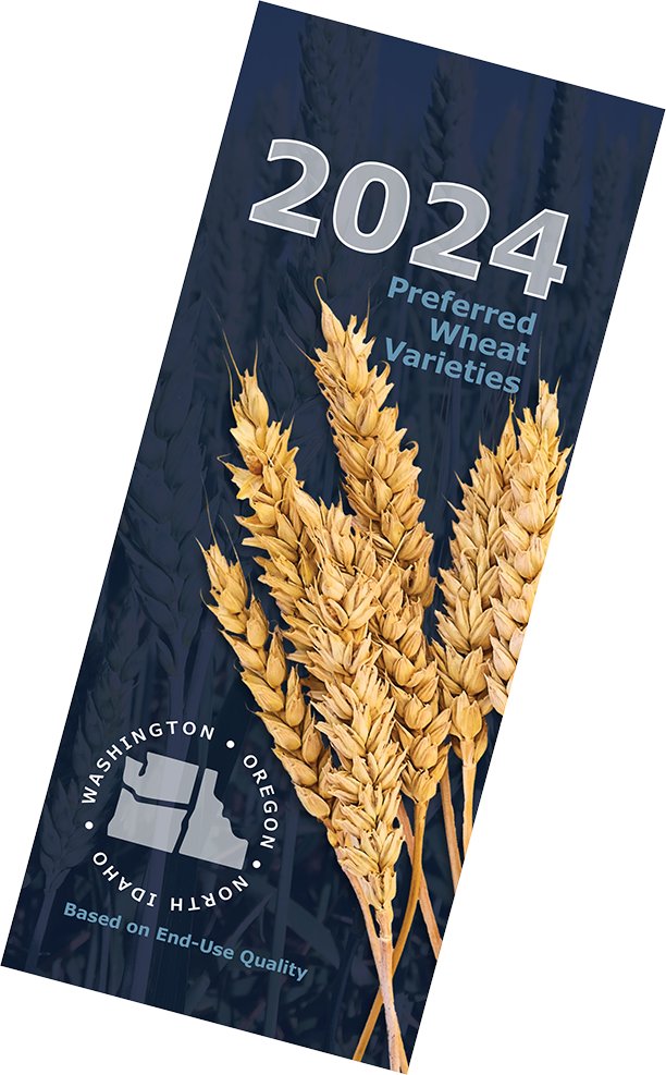 WashingtonGrain's tweet photo. #ICYMI - 2024 wheat quality rankings are now available on our website! https://t.co/KRHFjoEVwS
#endusequality #research #plantbreeding #PNWwheat #marketdevelopment https://t.co/HGEf99LzZg