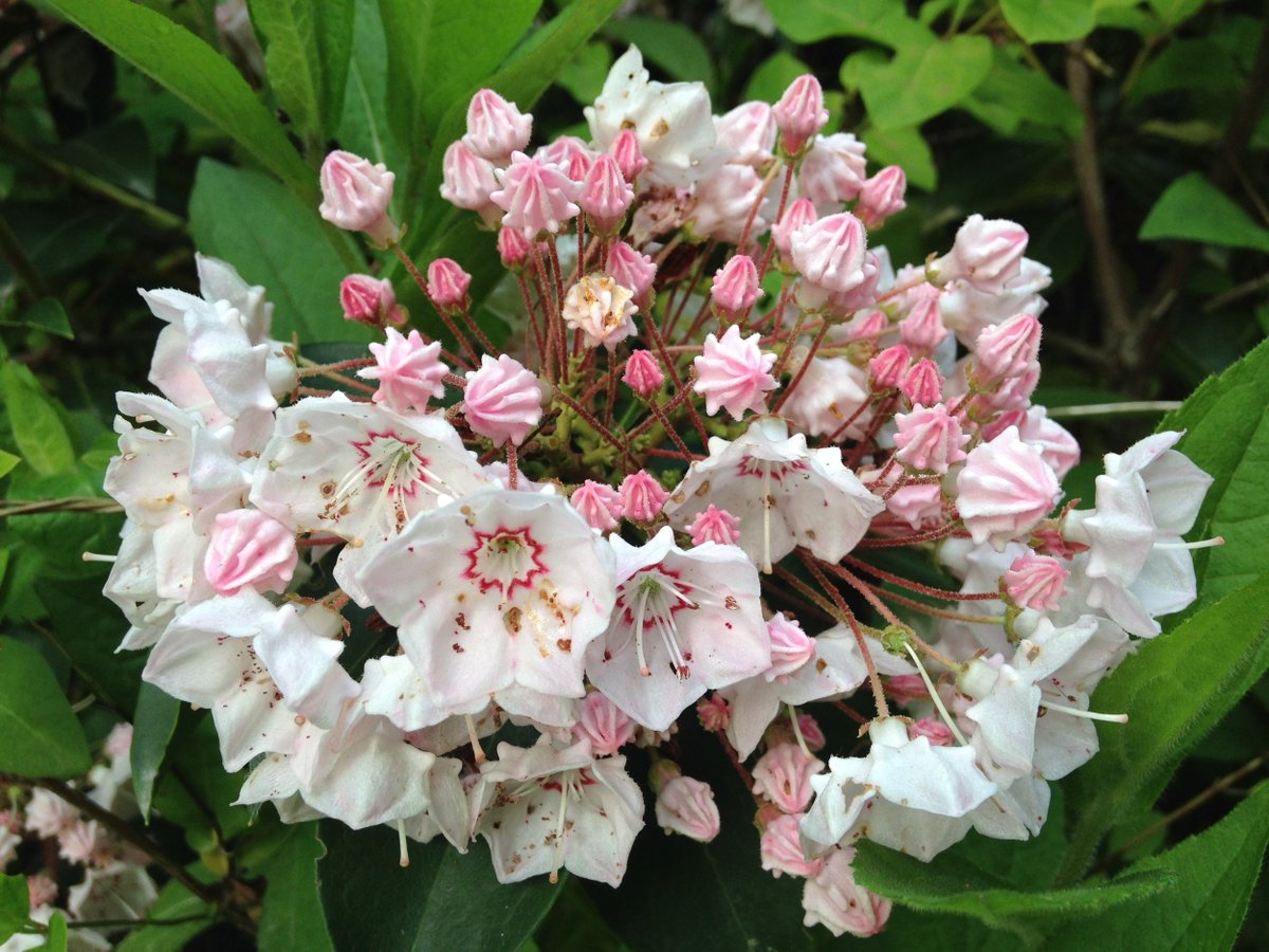 Mountain laurel