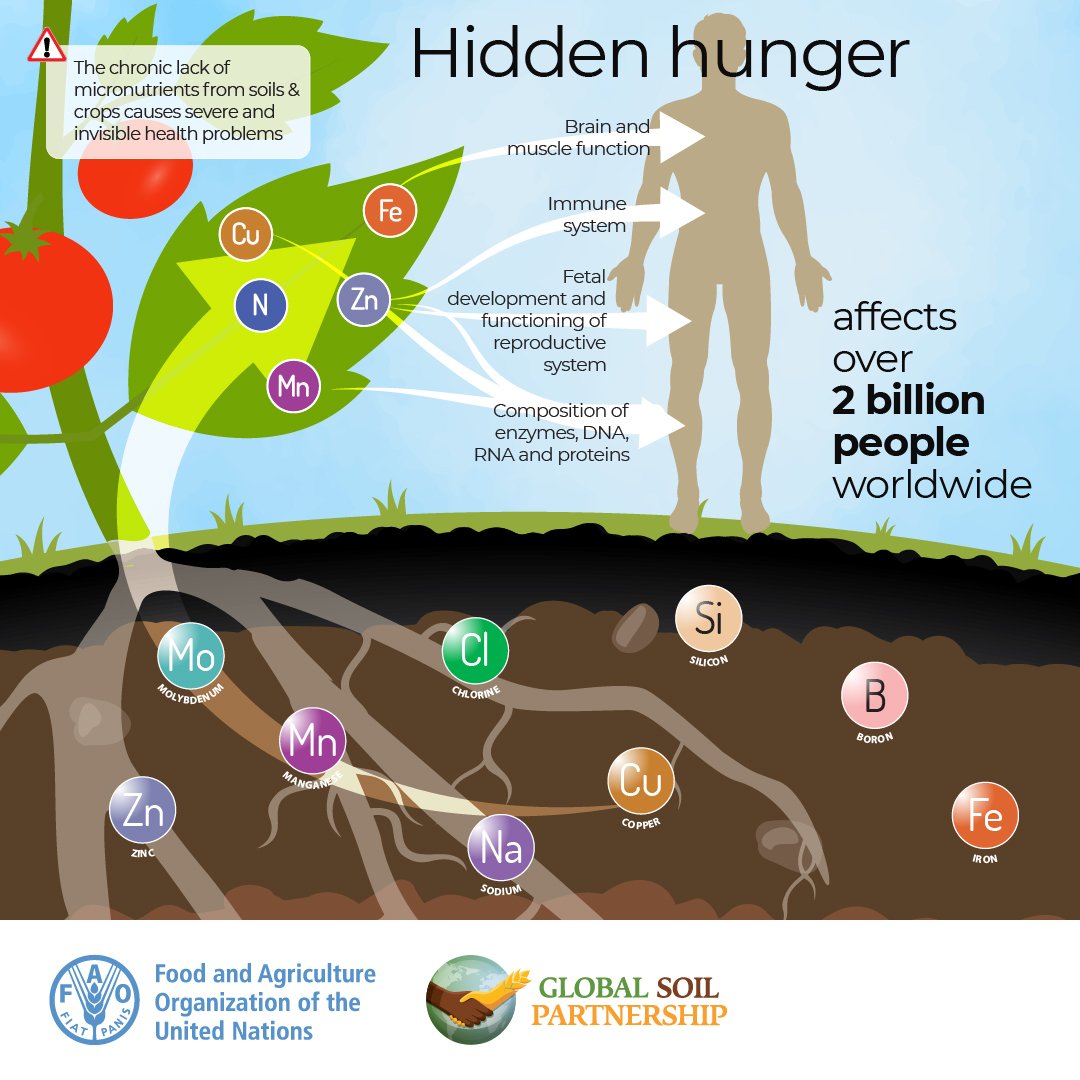 🌱🌾Loss of soil micro- and macro-nutrients can lead to severe health problems, often hidden from plain sight.
#Soils4Nutrition is here to raise awareness about the importance of #SoilHealth & the impact it has on our well-being.
Read more➡️tiny.cc/c1i6vz

@FAOLandWater