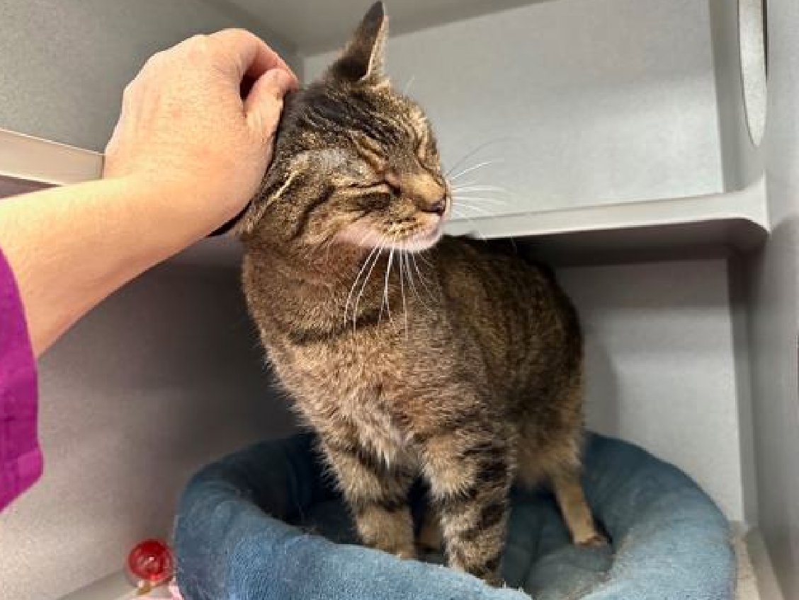 🆘🆘 🆘🆘 KEE-KEE, 11 YO, FEMALE IN MANHATTAN - IS EXTREMELY URGENT – VERY HIGH EU/SILENT KILL RISK 🆘🆘 🆘🆘 – SENIOR ALERT🔥🔥🔥🔥🔥🔥 Keekee is one of our most endearing seniors here at the care center. She is a lovely tiger with amazing and intense almond eyes that shut in