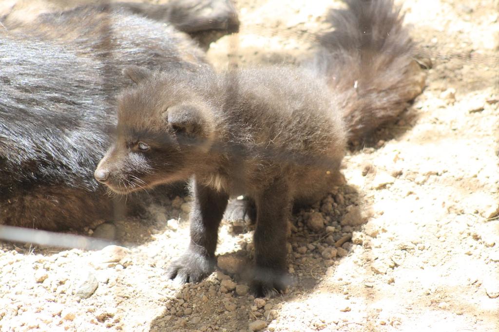 En el <a href="/zooleon/">Zooleon</a> nacieron 3 crías de lobo canadiense, nacen ciegos y sordos, por lo que son totalmente dependientes de su mamá, el viernes fue la primera vez que salieron de su madriguera con 2 meses
Celebramos este acontecimiento tan importante para la conservación de esta especie