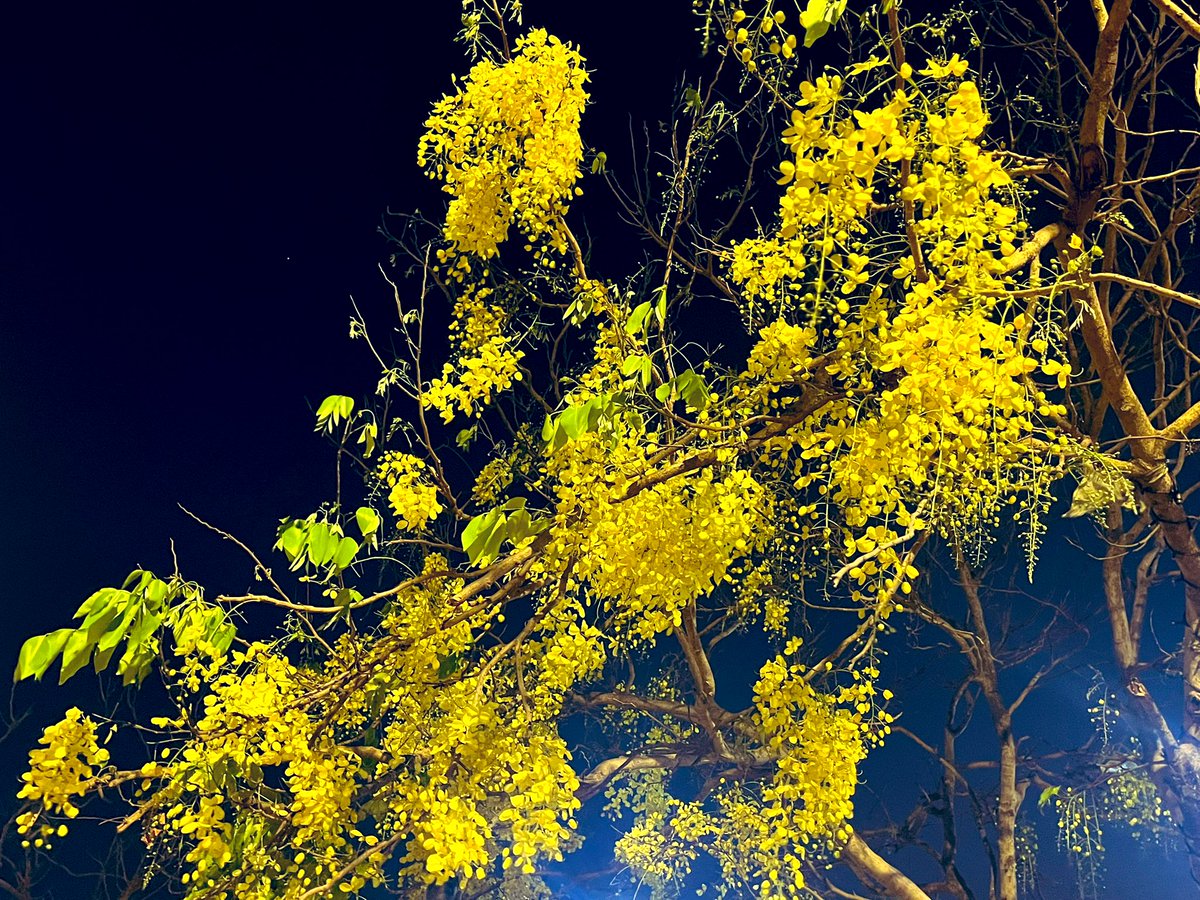 The only pleasant byproduct of 🔥 season. #Amaltas