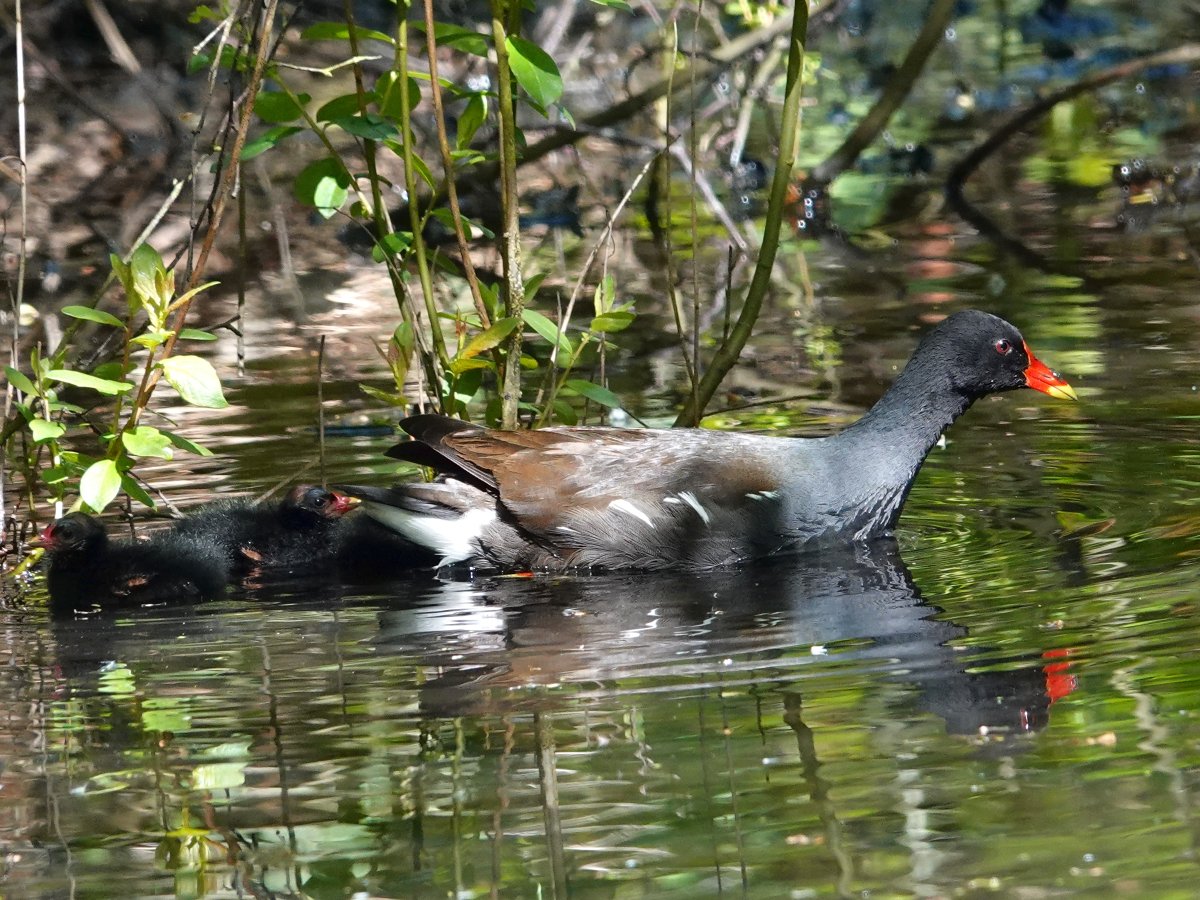 Finally some proper spring weather 🌞 Had a nice walk through the woods and found this moorhen feeding chicks in a pond. The chicks are following very close so they get fed first. #spring #wildlife #birds #BirdsOfTwitter #canterbury #Kent